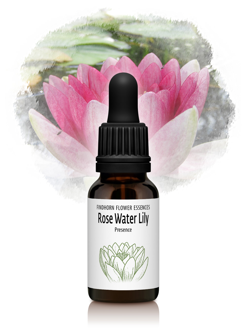 Rose Water Lily