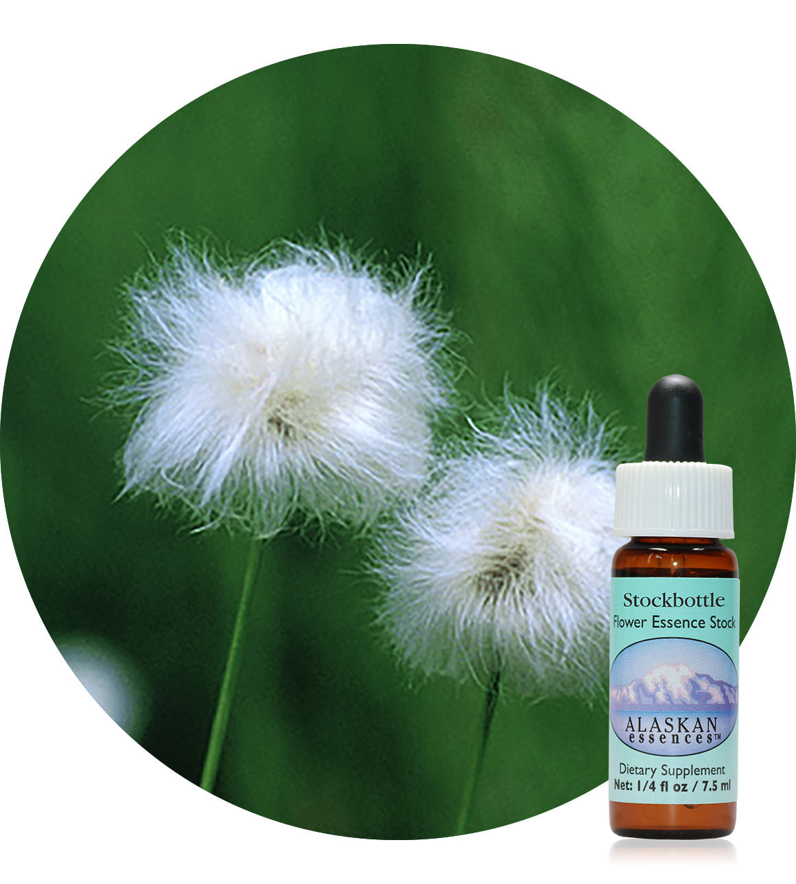 Cotton Grass 7,5 ml