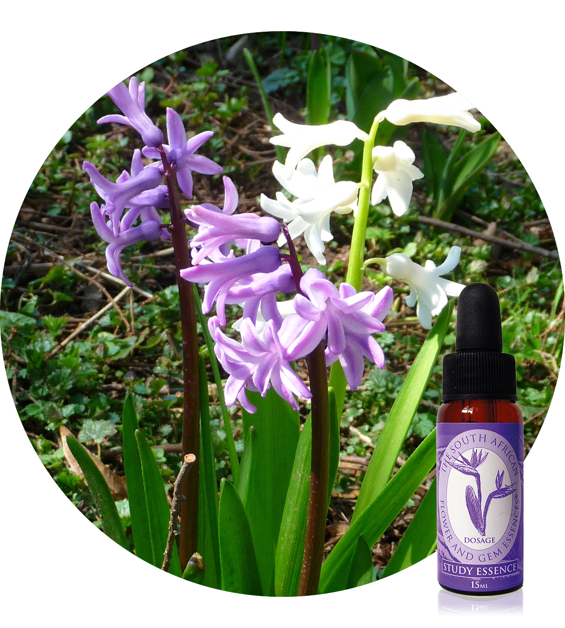 Hyacinth South African Flower Essences Der Essenzenladen