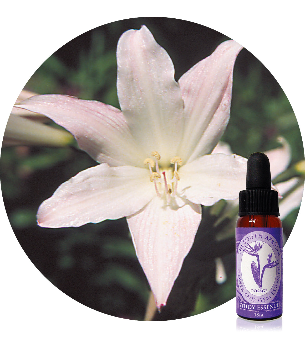 Belladonna Lily