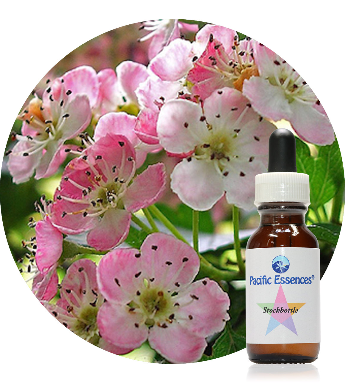 Hawthorn 25 ml