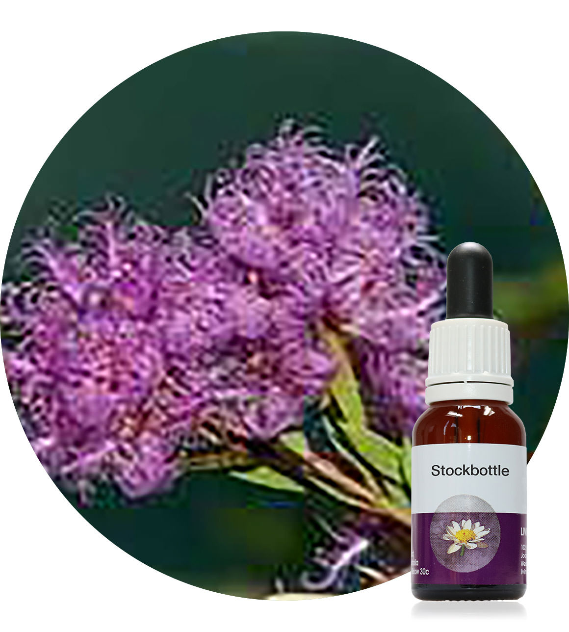 35. Mauve Melaleuca