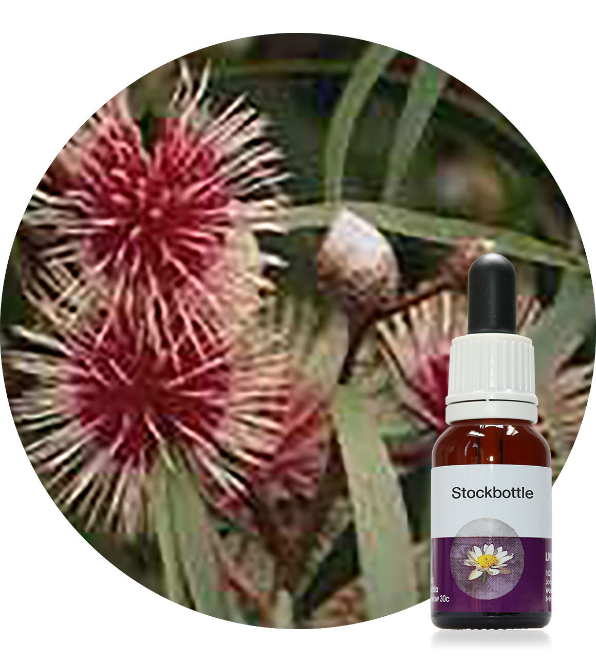 42. Pin Cushion Hakea