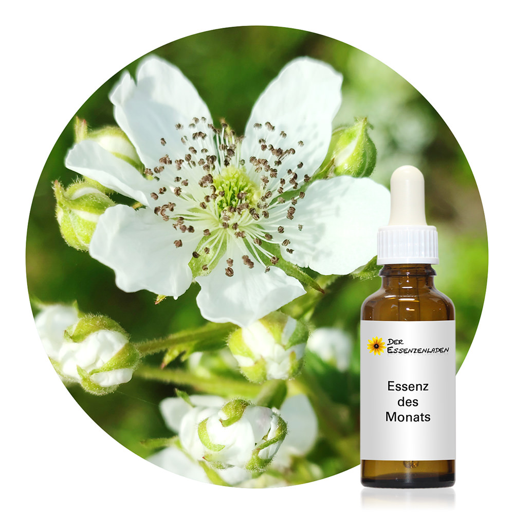 Raspberry (dosaggio)