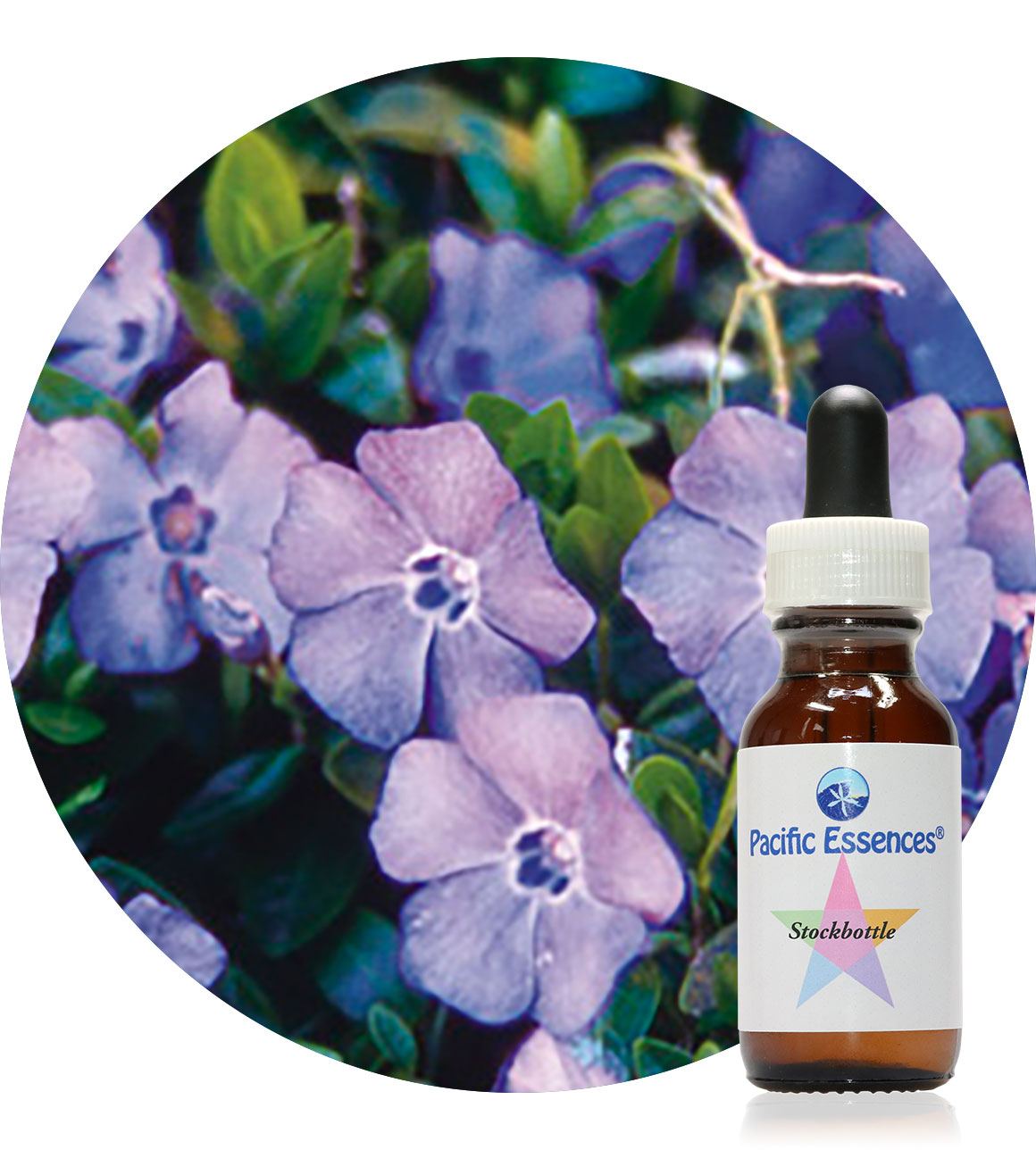 Periwinkle (Pacific Essences)