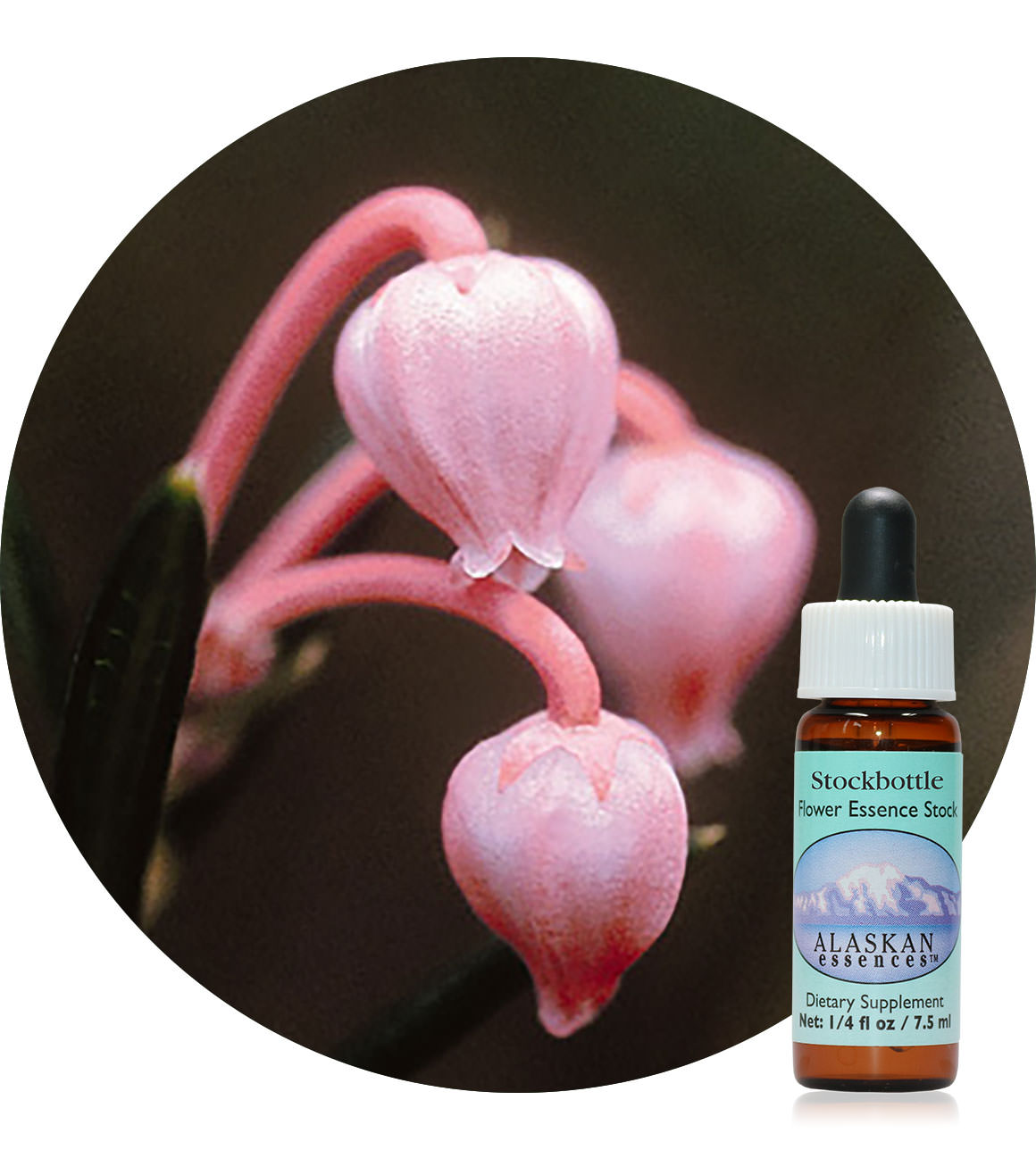 Bog Rosemary 7,5 ml