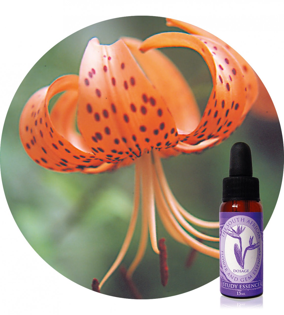 Tiger Lily South African Flower Essences Der Essenzenladen
