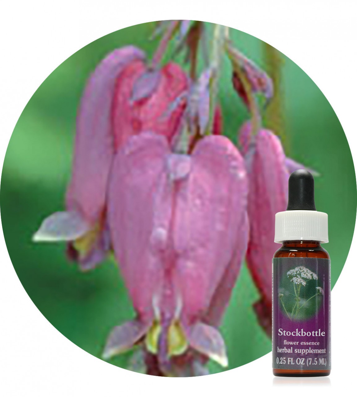 Bleeding Heart 7,5 ml Flower Essences Society Der Essenzenladen