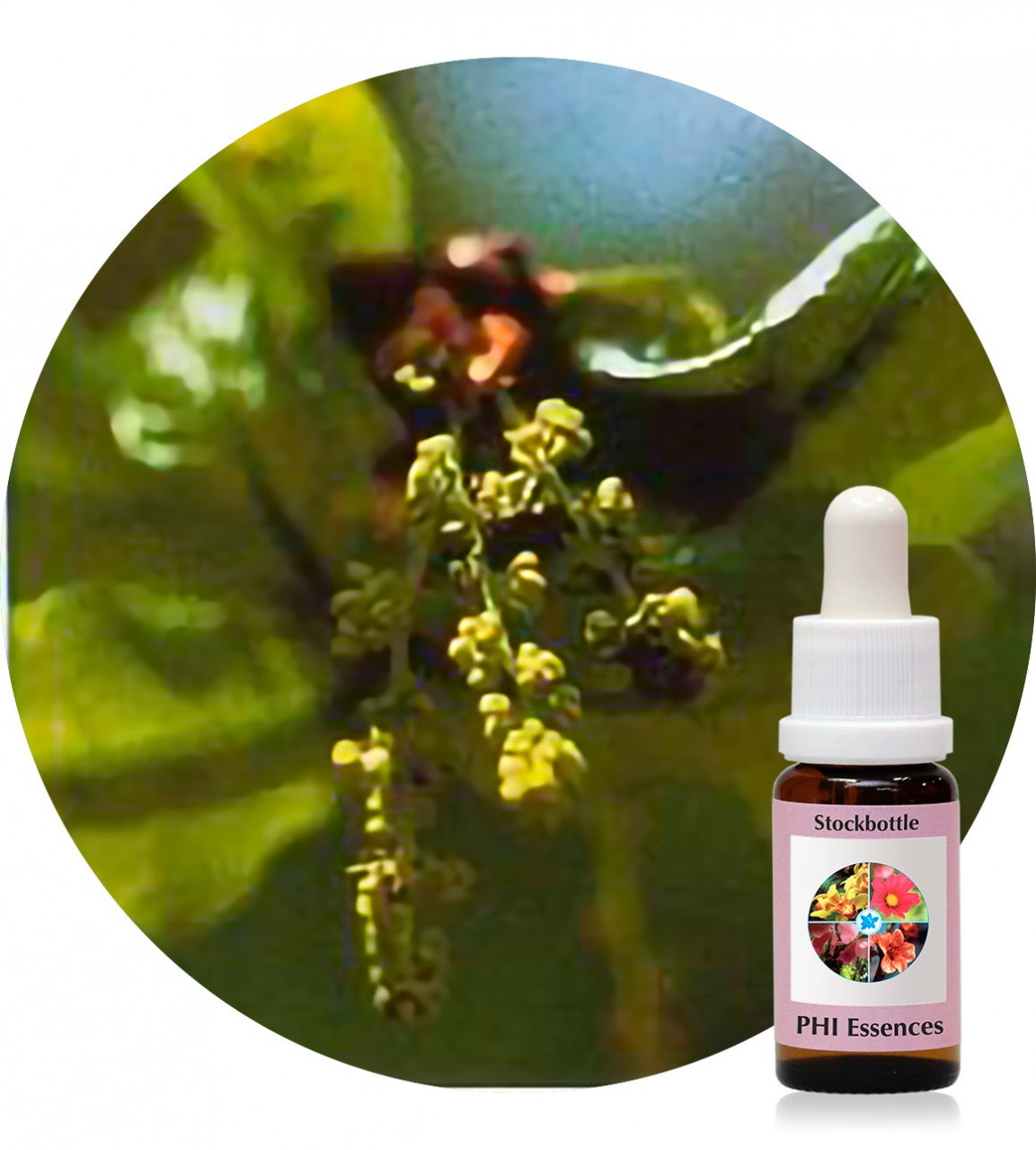 Oak 15 ml PHI Essences Der Essenzenladen