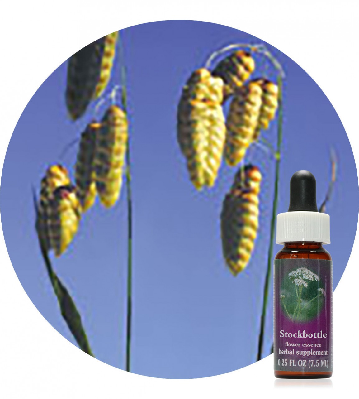 Quaking Grass 7,5 ml Flower Essences Society Der Essenzenladen