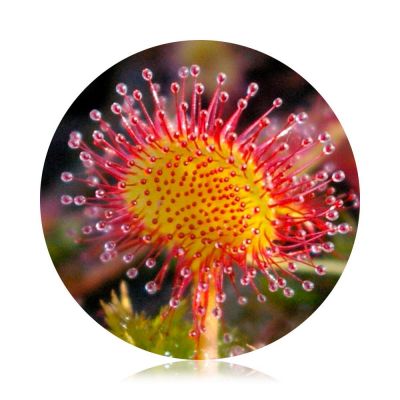 Carnivorous Plants Essences