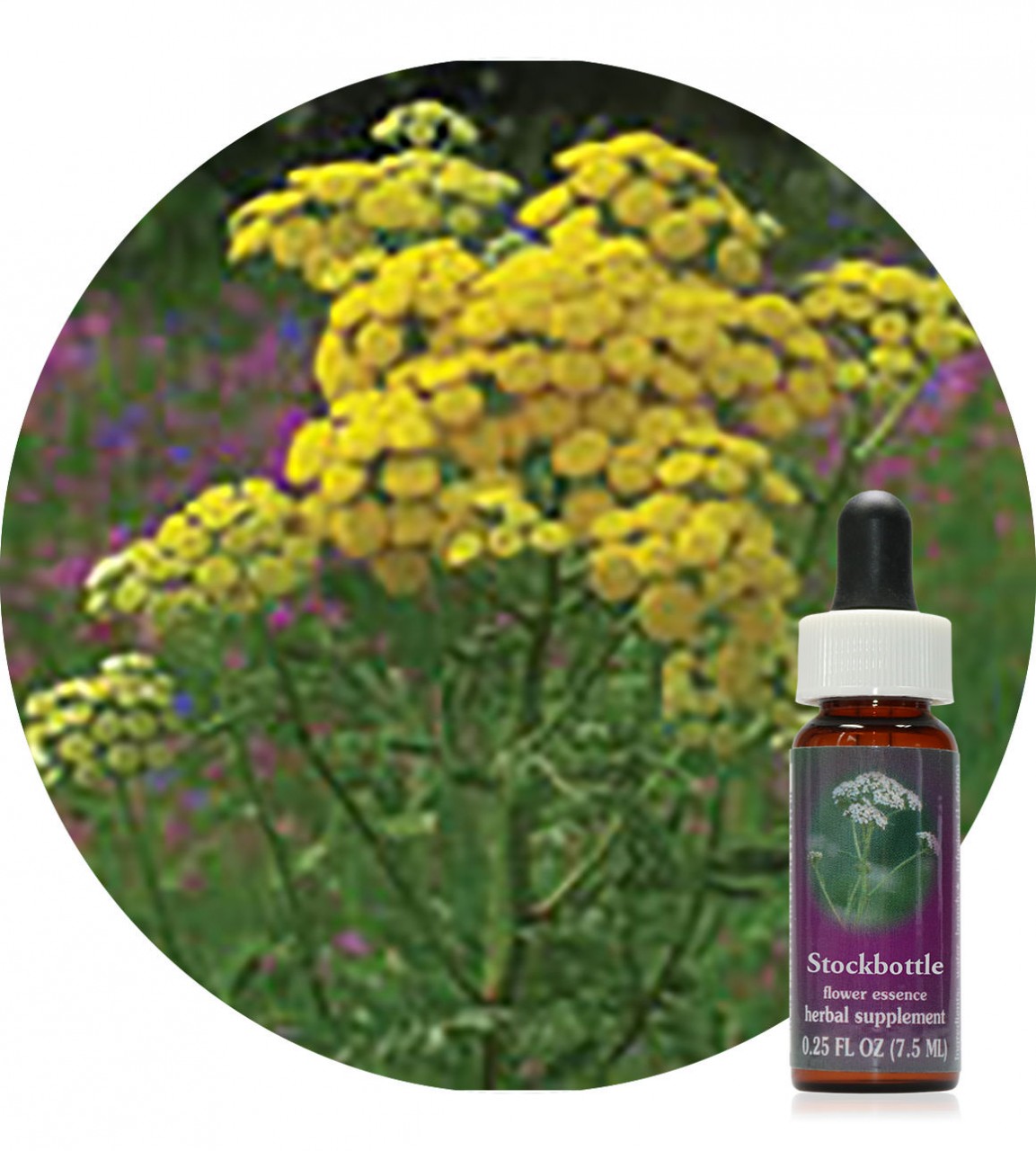 Tansy 7,5 ml Flower Essences Society Der Essenzenladen