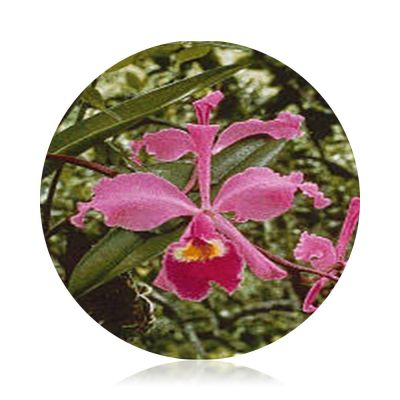 Orchidée d'Amazonie