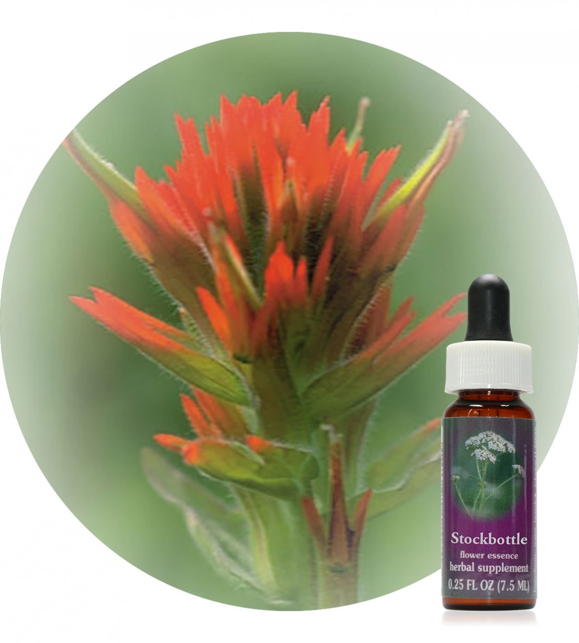 Indian Paintbrush 7,5 ml Flower Essences Society Der Essenzenladen