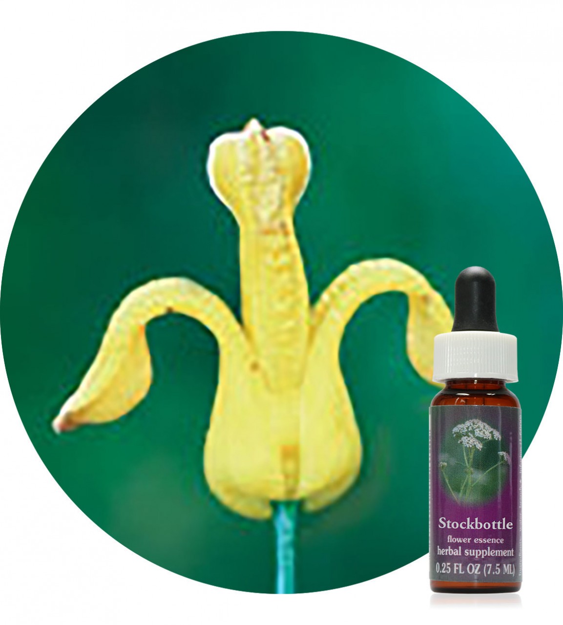 Golden Ear Drops 7,5 ml Flower Essences Society Der Essenzenladen