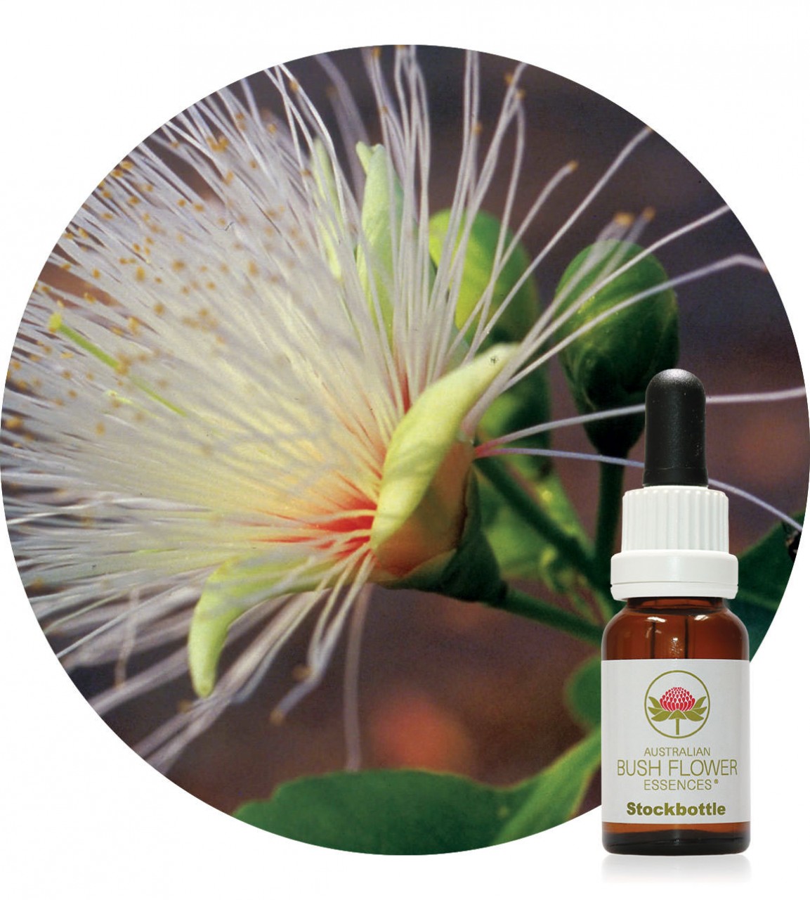 Einzelessenzen Australische Buschblüten Der Essenzenladen