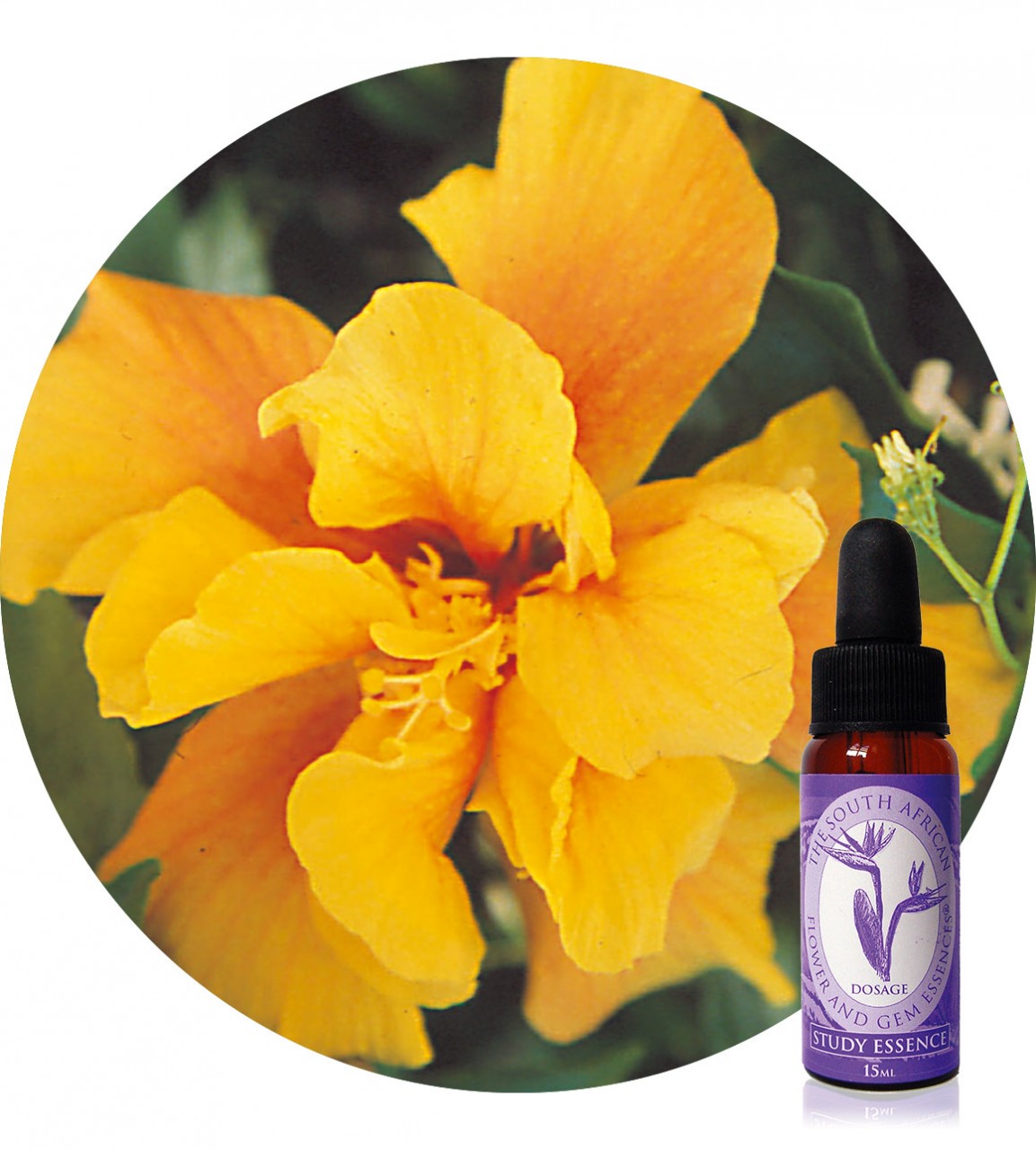 Hibiscus South African Flower Essences Der Essenzenladen