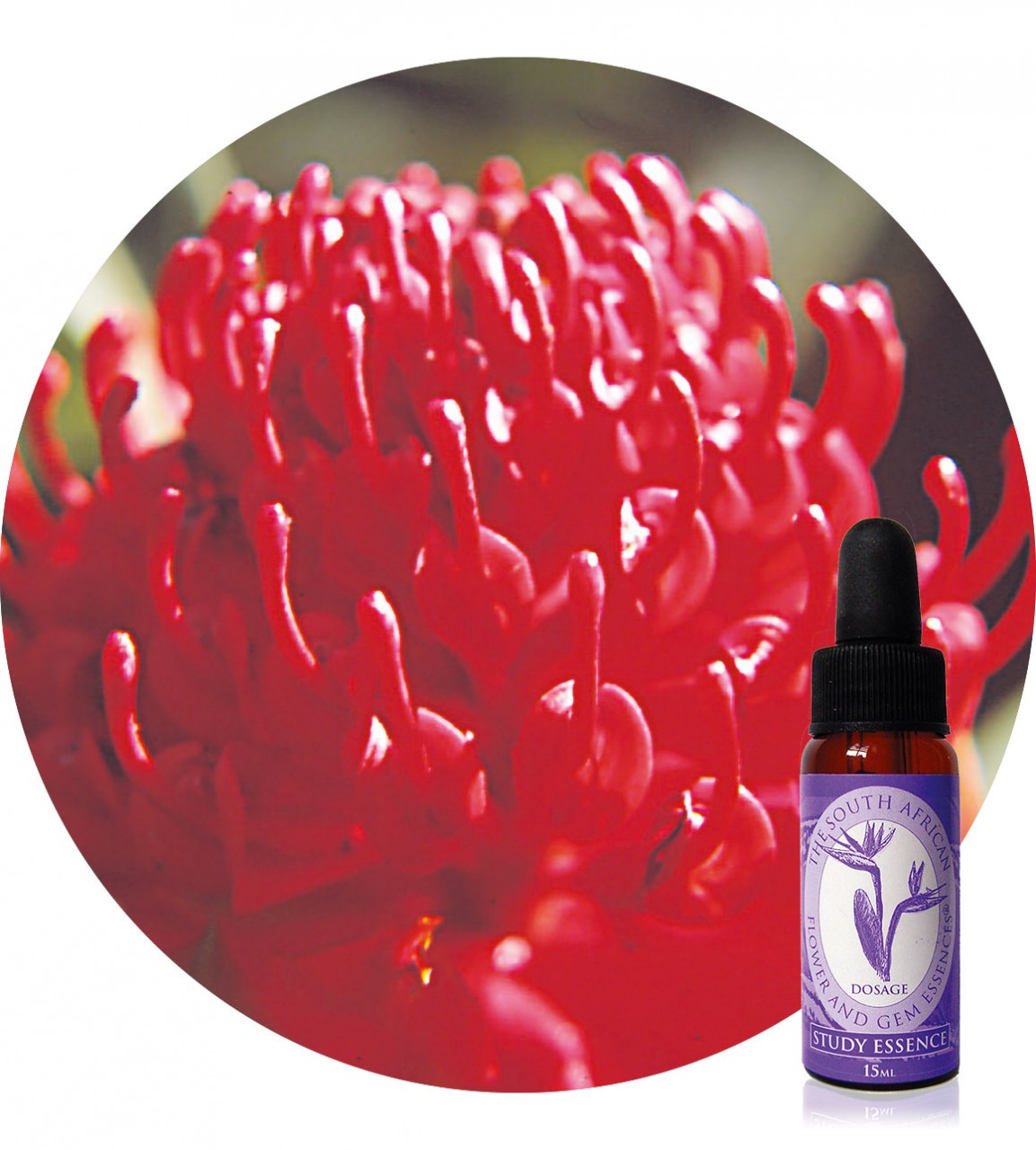 Warratah South African Flower Essences Der Essenzenladen