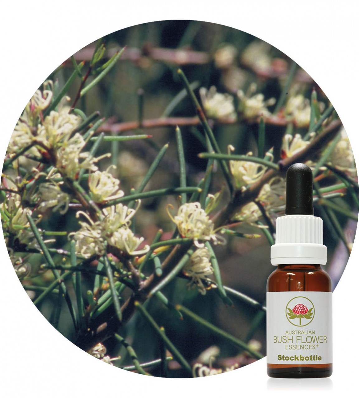 Dagger Hakea Australische Buschblüten Der Essenzenladen