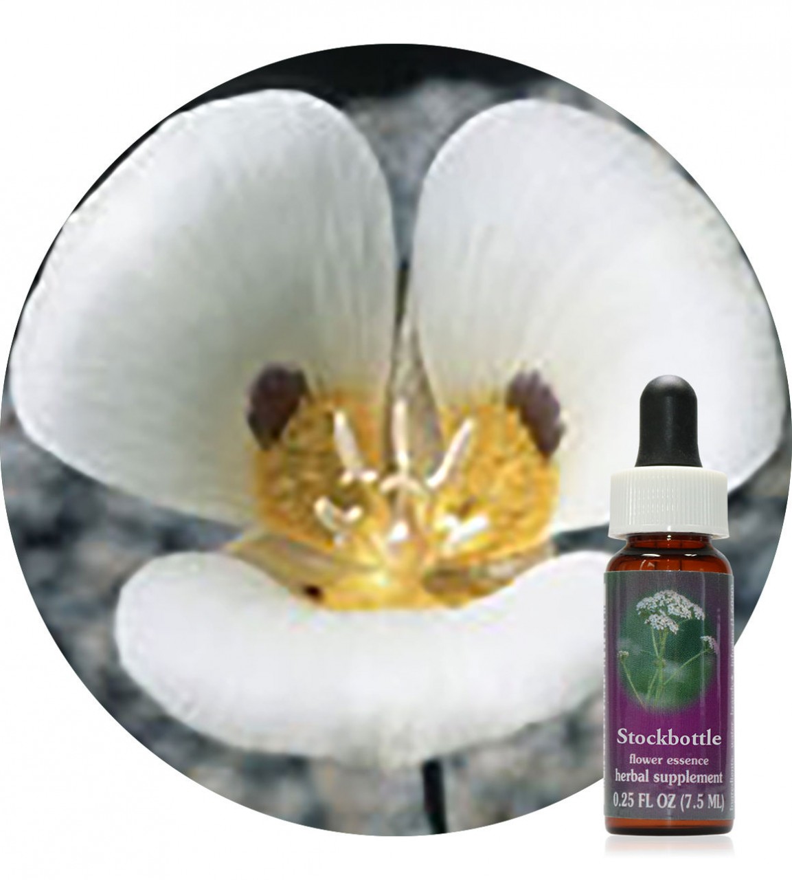 Mariposa Lily 7,5 ml Flower Essences Society Der Essenzenladen